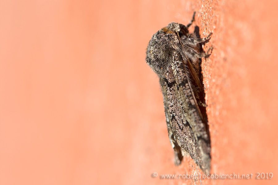 Biston strataria (Geometridae)